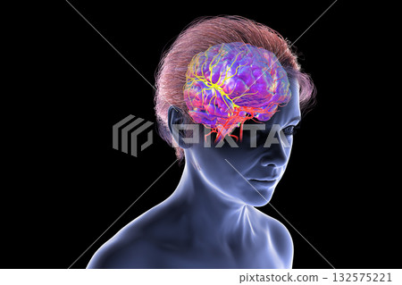 Arterial blood supply of the brain, 3D illustration Arterial blood supply of the brain, 3D illustration 132575221