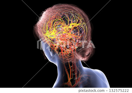Arterial blood supply of the brain, 3D illustration Arterial blood supply of the brain, 3D illustration 132575222