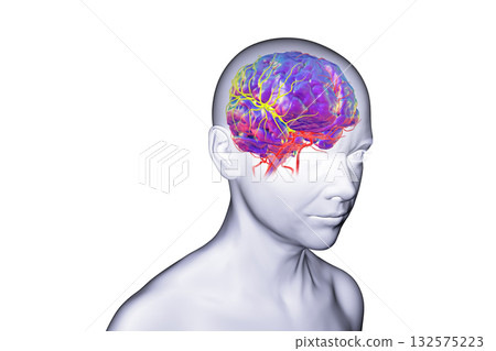 Arterial blood supply of the brain, 3D illustration Arterial blood supply of the brain, 3D illustration 132575223