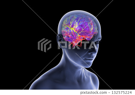 Arterial blood supply of the brain, 3D illustration Arterial blood supply of the brain, 3D illustration 132575224