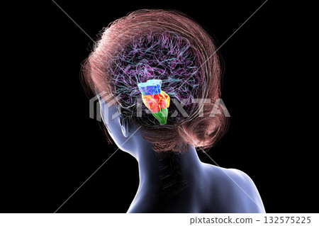 Brainstem highlighted in human brain, 3D illustration Brainstem highlighted in human brain, 3D illustration 132575225