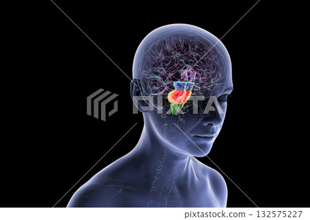 Brainstem highlighted in human brain, 3D illustration 132575227