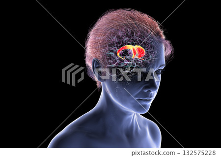 Caudate nucleus in human brain, 3D illustration 132575228