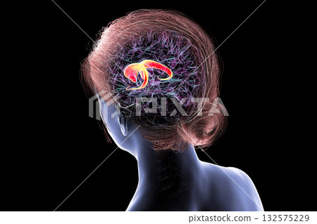 Caudate nucleus in human brain, 3D illustration Caudate nucleus in human brain, 3D illustration 132575229