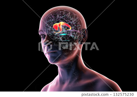 Caudate nucleus in human brain, 3D illustration 132575230