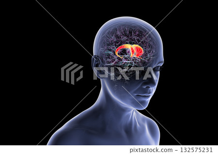 Caudate nucleus in human brain, 3D illustration Caudate nucleus in human brain, 3D illustration 132575231