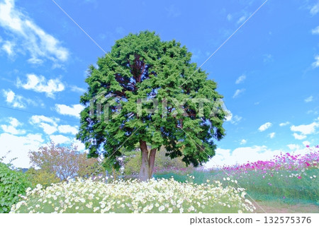 Autumn cosmos Autumn cosmos 132575376