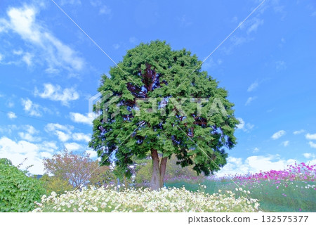Autumn cosmos Autumn cosmos 132575377