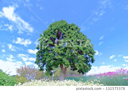 Autumn cosmos Autumn cosmos 132575378