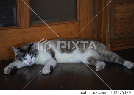 Blue-eyed Sakura Cat Blue-eyed Sakura Cat 132575379