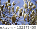 白玉蘭正在含苞待放，學名是玉蘭（Magnolia denudata）。 132575405