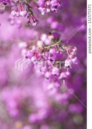 The flowers of Erica canaliculata are in bloom in pink. The scientific name is Erica canaliculata 132575571