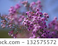 Erica canaliculata 的花朵以粉紅色盛開。學名是 Erica canaliculata 132575572