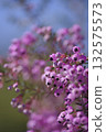 Erica canaliculata 的花朵以粉紅色盛開。學名是 Erica canaliculata 132575573