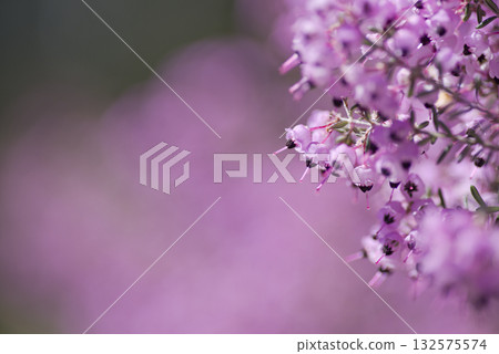 The flowers of Erica canaliculata are in bloom in pink. The scientific name is Erica canaliculata 132575574
