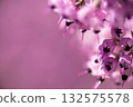 Erica canaliculata 的花朵以粉紅色盛開。學名是 Erica canaliculata 132575578