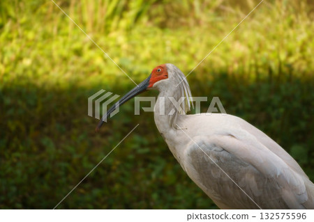 Crested ibises in the park 132575596