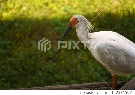 Crested ibises in the park Crested ibises in the park 132575597