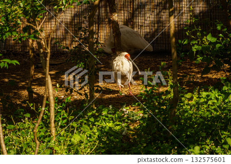 公園裡的朱鷺 132575601