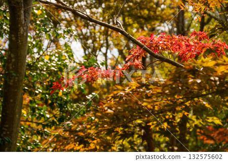 改變葉子的Momiji 改變葉子的Momiji 132575602