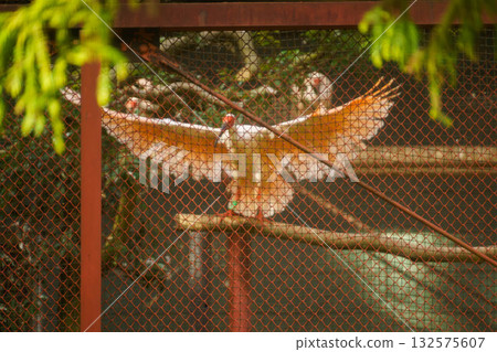 Crested ibises in the park 132575607
