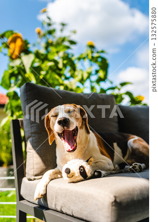 Beagle dog yawning on patio furniture with toy 132575880