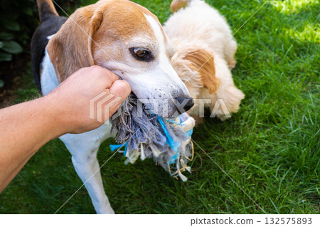 Close-up of Hand Playing Tug-of-War with Senior Beagle 132575893