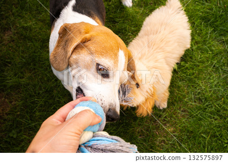 Person and Senior Beagle Playing Tug-of-War with Rope Toy 132575897