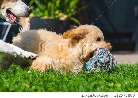 Maltipoo Puppy Playing Tug-of-War with Senior Beagle in Grass Maltipoo Puppy Playing Tug-of-War with Senior Beagle in Grass 132575899