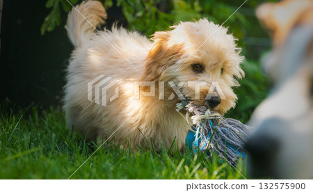 Happy Maltipoo Puppy Chewing Toy in Backyard Sunlight 132575900