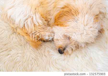 Maltipoo Puppy Sleeping on Fluffy White Rug Maltipoo Puppy Sleeping on Fluffy White Rug 132575903