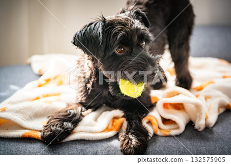 Black York Dog with Tennis Ball on Couch Black York Dog with Tennis Ball on Couch 132575905
