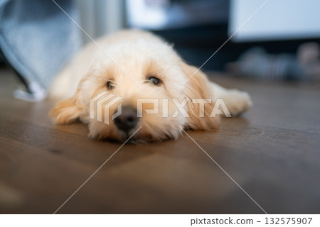 Close-Up Portrait of a Sleeping Maltipoo Puppy 132575907