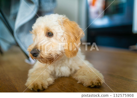 Adorable Maltipoo Puppy Resting Indoors 132575908
