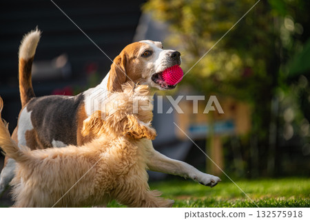 Beagle and Maltipoo Puppy Playing with Pink Ball 132575918