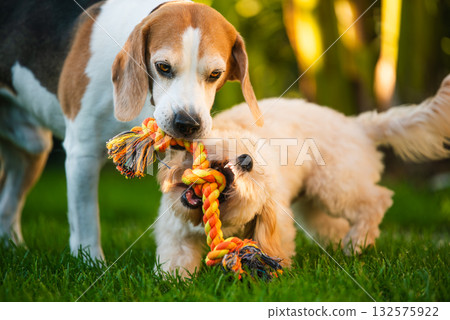 Beagle and Maltipoo Puppy in Tug-of-War Battle Beagle and Maltipoo Puppy in Tug-of-War Battle 132575922