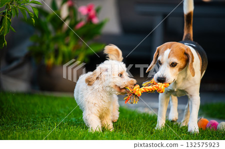Maltipoo Puppy and Beagle Playing in the Backyard Maltipoo Puppy and Beagle Playing in the Backyard 132575923