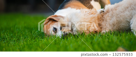 Beagle and Maltipoo Puppy Relaxing on Grass Panoramic Beagle and Maltipoo Puppy Relaxing on Grass Panoramic 132575933