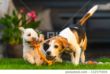 Beagle and Maltipoo Puppy on the Attack with Toy 132575934