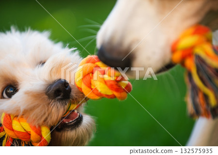 Close-Up Tug-of-War with Maltipoo Puppy Close-Up Tug-of-War with Maltipoo Puppy 132575935