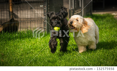 Maltipoo and Yorkie Running and Playing with a Tennis Ball 132575938