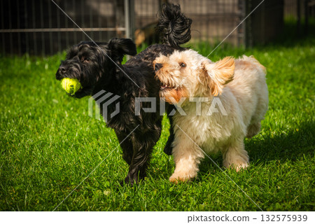 High-Energy Maltipoo and Yorkie Chasing Ball on a Sunny Lawn 132575939