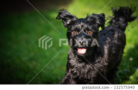 Happy Black Yorkshire Terrier Dog Portrait on Green Grass 132575940