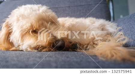 Maltipoo Puppy Sleeping Peacefully on a Gray Sofa 132575941
