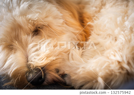 Detailed Close-up of Puppy's Fur and Face While Napping Detailed Close-up of Puppy's Fur and Face While Napping 132575942