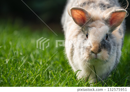 Close-up Tricolor Lionhead Rabbit Walking on Green Grass 132575951