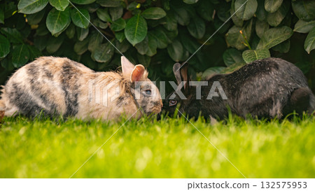 Two Lionhead Rabbits Touching Noses in Grass Under a Green Hedge Two Lionhead Rabbits Touching Noses in Grass Under a Green Hedge 132575953