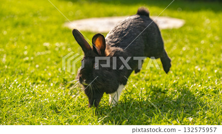 Black Lionhead Rabbit Leaping Across Sunny Green Grass Black Lionhead Rabbit Leaping Across Sunny Green Grass 132575957