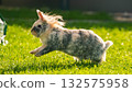 Tricolor Lionhead Rabbit Running in Sunlight Across Green Lawn 132575958