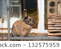 Brown Agouti Rabbit by Wooden Hutch and Water Dish 132575959